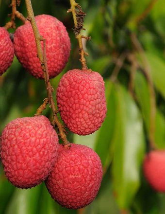 Mathieu Teisseire 70Cl Ingredient Lychee