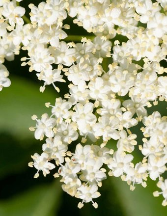 Mathieu Teisseire 70Cl Ingredient Elderflower