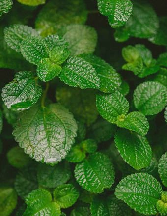 Mathieu Teisseire 70Cl Ingredient Crystal Clear Mint