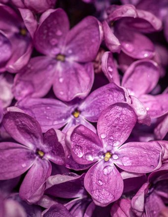 Mathieu Teisseire 70Cl Ingredient Violet