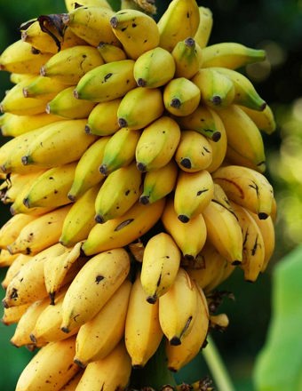 Mathieu Teisseire 70Cl Ingredient Banana