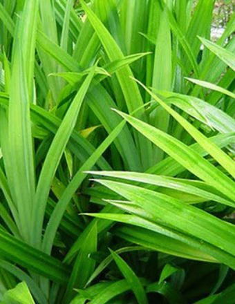 Mathieu Teisseire 70Cl Ingredient Pandan