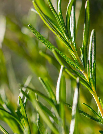 Mathieu Teisseire 70Cl Ingredient Rosemary