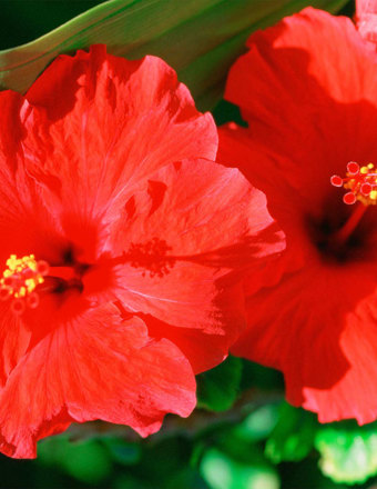 Mathieu Teisseire 70Cl Ingredient Hibiscus