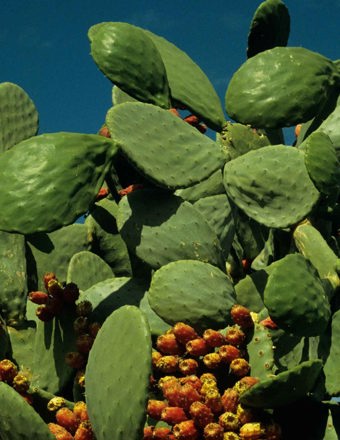 Mathieu Teisseire 70Cl Ingredient Cactus