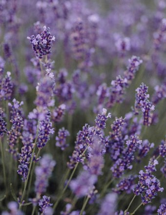Mathieu Teisseire 70Cl Ingredient Lavender
