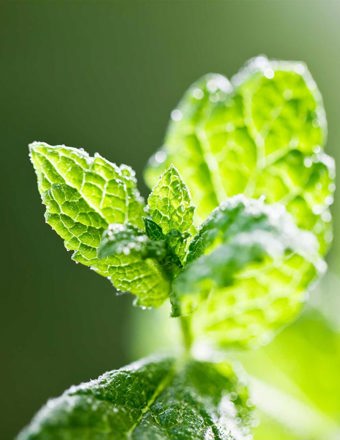 Mathieu Teisseire 70Cl Ingredient Iced Mint